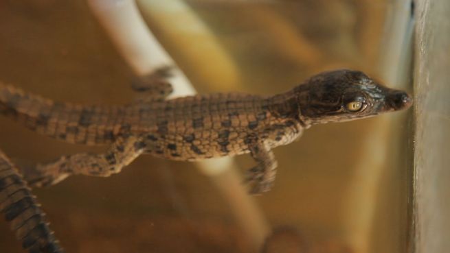 go to Ausgestorben und wiederbelebt: Krokodile in Marokko