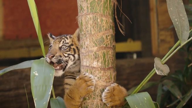 go to Tapsig: Tiger-Babys auf dem Weg ins neue Gehege