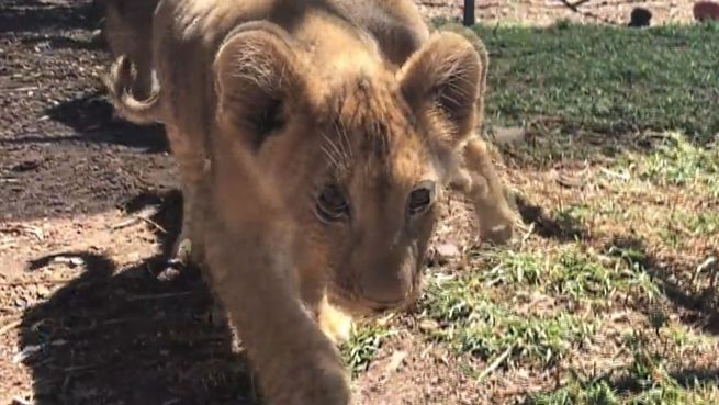go to Auf Augenhöhe: Kamera begleitet tapsige Löwenbabys