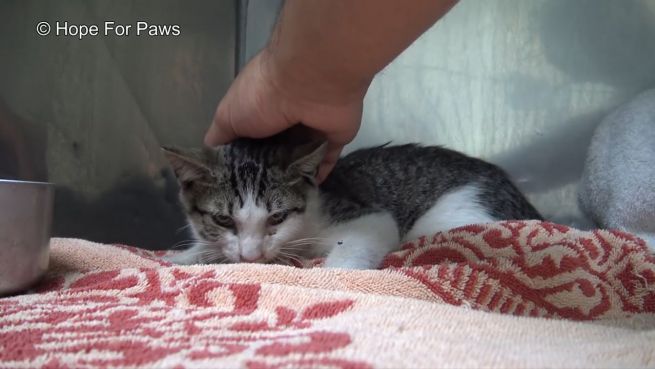 go to Katze im Einmachglas: Spektakuläre Rettung