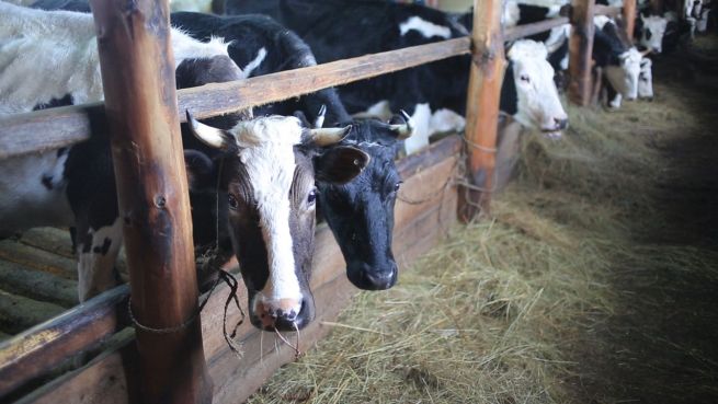 go to Warum eine vegane Ernährung hilft, den Planeten zu retten