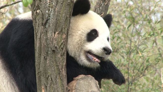 go to Tierische Neuigkeiten: Pandas sterben nicht aus