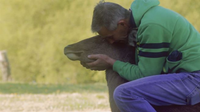 go to Aus Liebe zu Bambi: Jäger legt sein Gewehr nieder