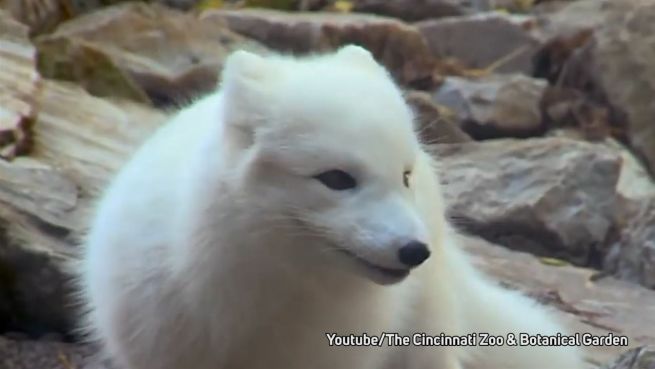 go to Schnuppernase spürt auf: Polarfuchs spielt mit Futter