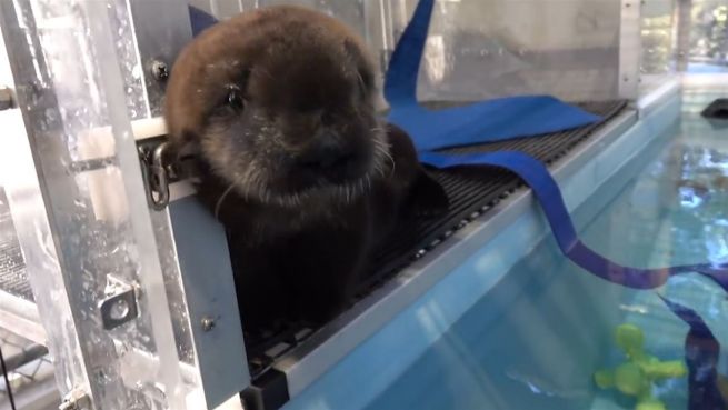 go to Flaschenkind ‚805‘: Otter-Baby im Oregon Zoo