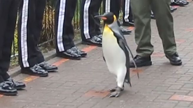 go to Tierische Ehre: Pinguin wird Brigadegeneral