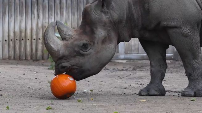 go to Keiner kommt zu kurz: Spielzeug im Lincoln Park Zoo