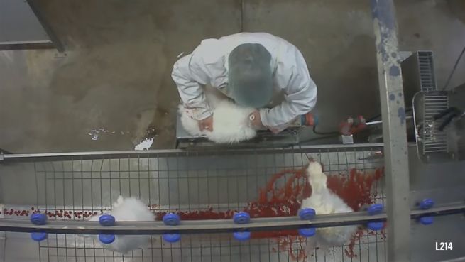 go to Kaninchen-Qual: Ekelhafte Pelzproduktion in Frankreich