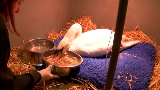 go to Knapp dem Tod entronnen: Schwan auf Krankenstation