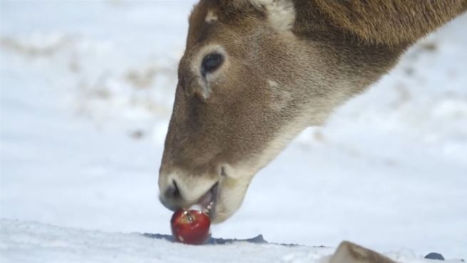 go to Schnee bei 20 Grad?: Hirsche toben in Schnee-Wüste