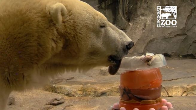 go to Eiskalte Erfrischung: Leckere Eistorten für Eisbären