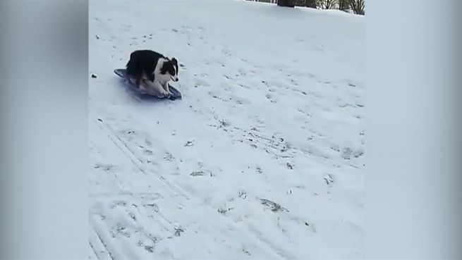 go to Rodeln auf vier Pfoten: Hundedame liebt ihren Schlitten