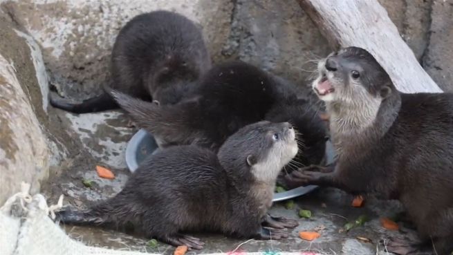 go to Aufregende Erkundung: Otterbabys im Außengehege