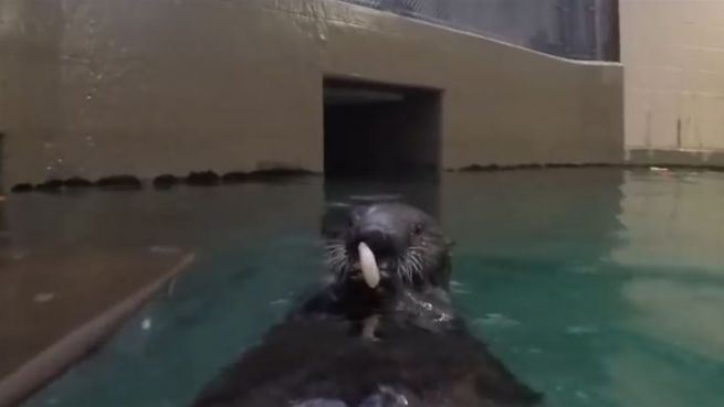 go to Garnele statt Fläschchen: Otter frisst das erste Mahl