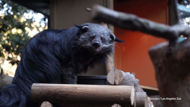 go to Merkwürdiges Aussehen: Binturongs im Zoo von L.A.