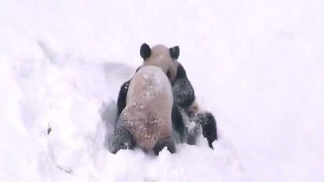 go to Tapsige Schneeballschlacht: Putzige Pandas im Schnee