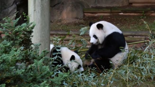 go to Putzige Pandas: Ya Lun und Xi Lun auf Keksjagd