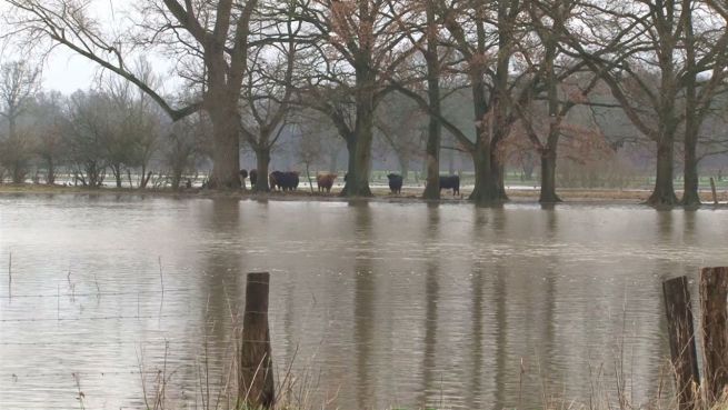 go to Kühe in Seenot: Herde auf einsamer Insel gestrandet